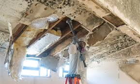 Best Real Estate Mold Inspection in USA